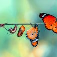 Amazing moment ,Monarch Butterfly, pupae and cocoons are suspend